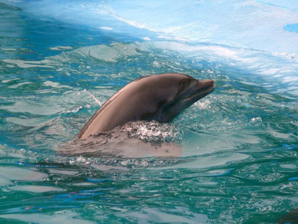 Punta Cana Dolphin Encounter Tour