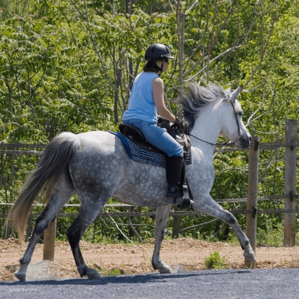 Puntacana Horseback ride