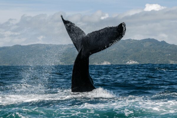 Whale watching Punta Cana